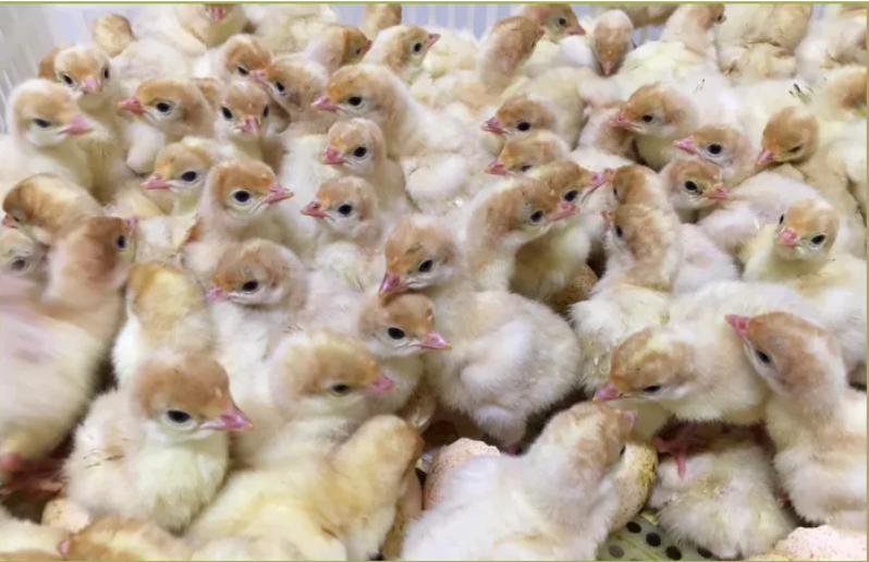 Hatchery Knowledgebase Farm Transparency Project Australian